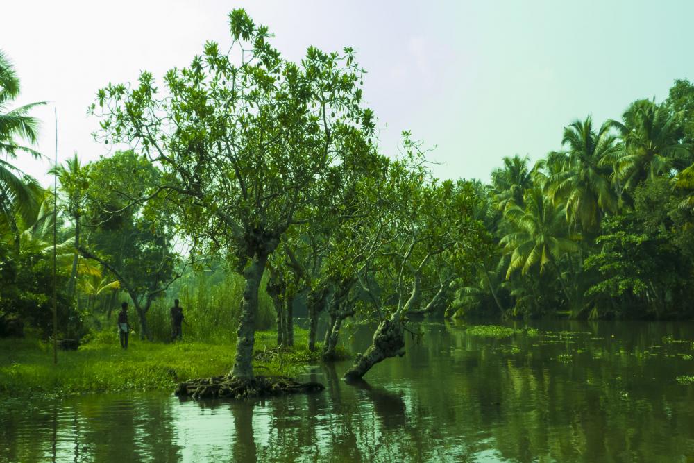 Kuttanad